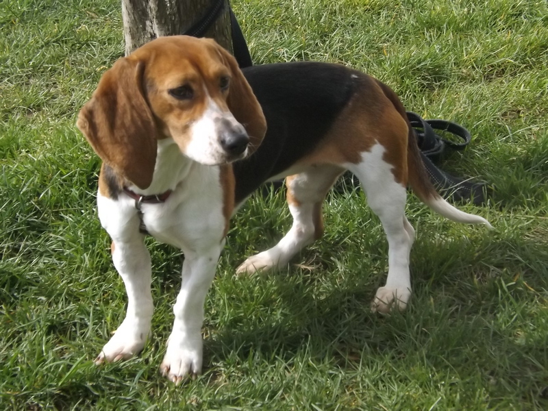 Yummypets Annonces d'animaux gratuites