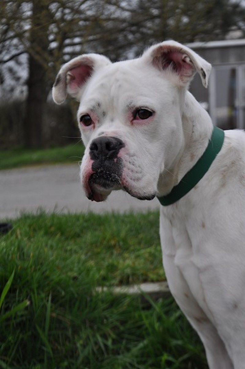 CHIEN À ADOPTER REFUGE SPA "Châteaubourg" 35220