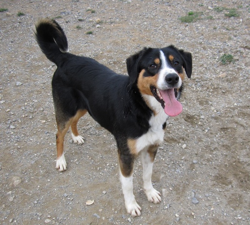 Yummypets Annonces d'animaux gratuites