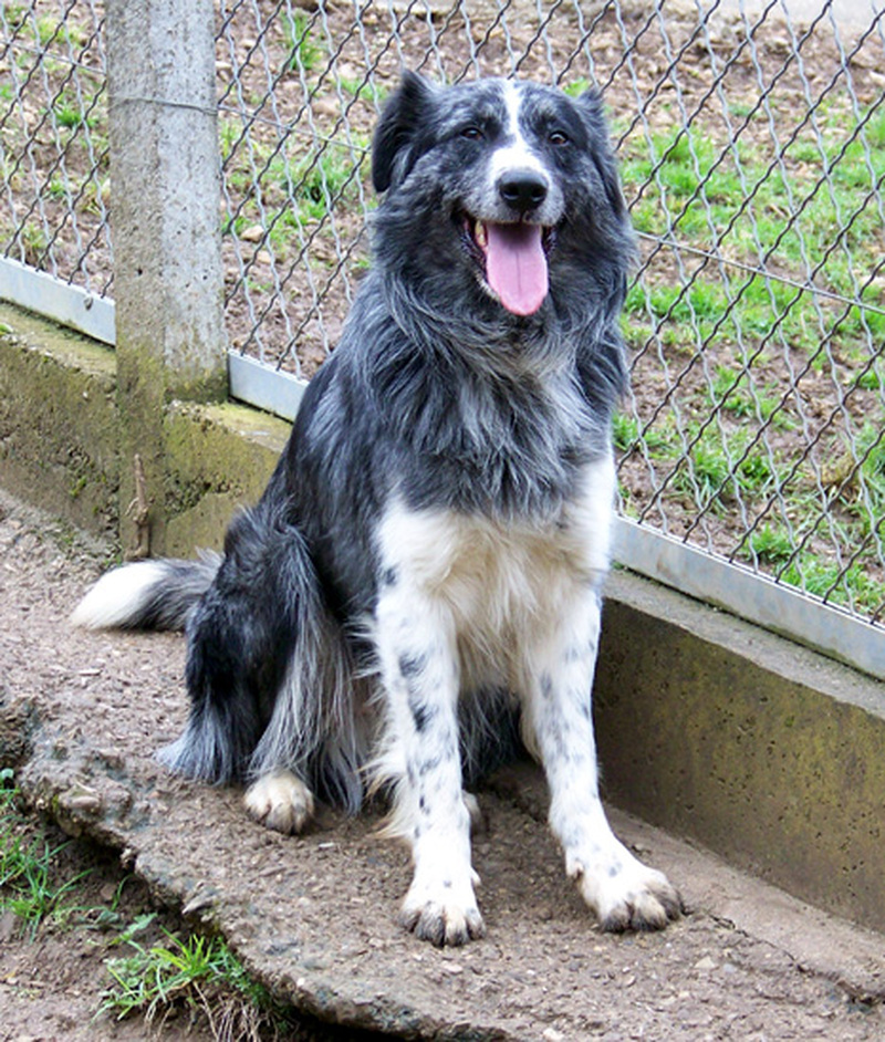 Accueil Offres MidiPyrénées Aveyron Millau Chien à