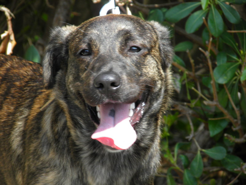 Yummypets Annonces d'animaux gratuites