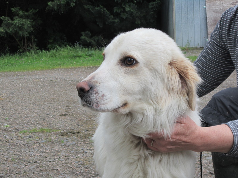 CHIEN À ADOPTER REFUGE SPA LA LOUE 03100 Annonces