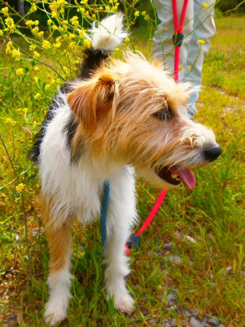 Yummypets Annonces d'animaux gratuites