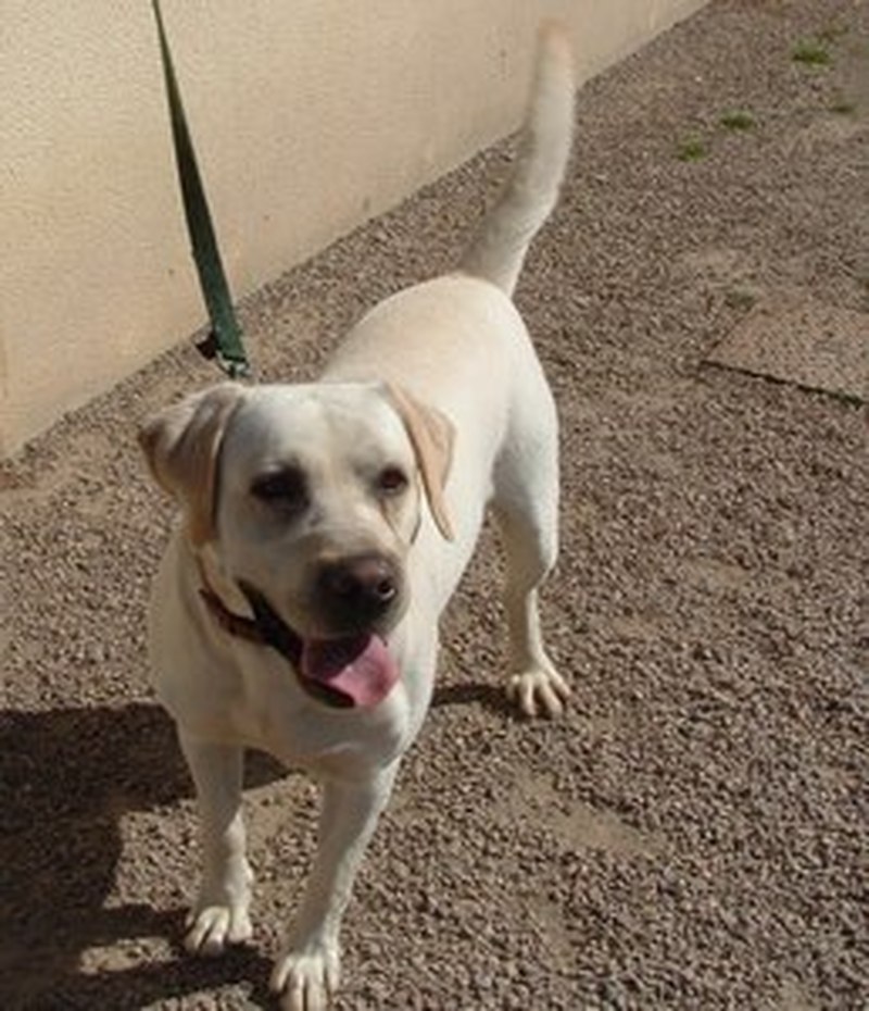 Yummypets Annonces d'animaux gratuites