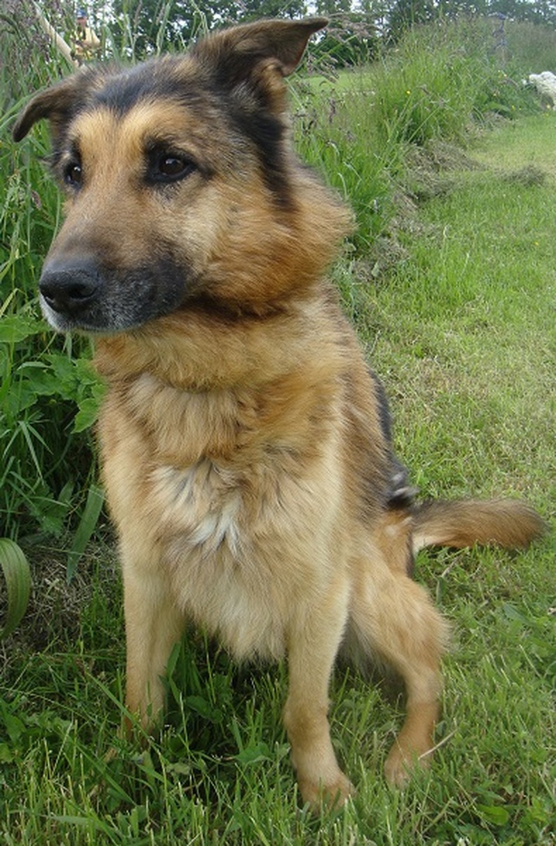 CHIEN À ADOPTER REFUGE SPA DU CORNIGUEL 29 Annonces
