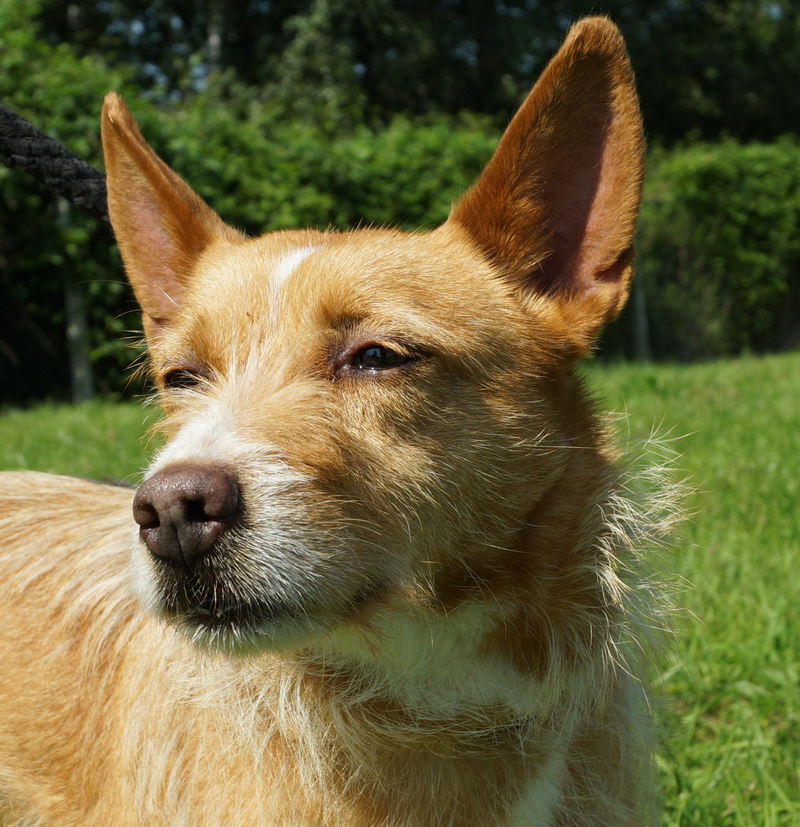 DIVINE CHIEN À ADOPTER REFUGE SPA Annonces