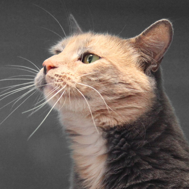 Chat à adopter refuge SPA "GRAMMONT GENNEVILLIERS