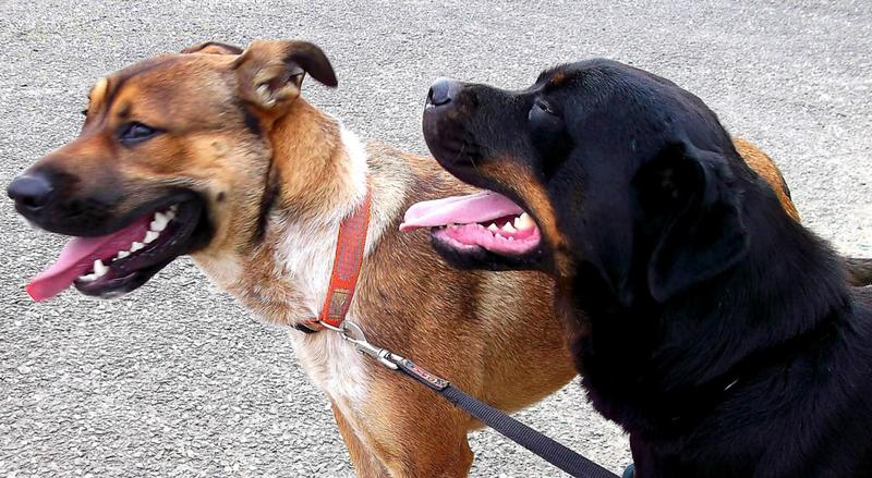 Yummypets Annonces d'animaux gratuites