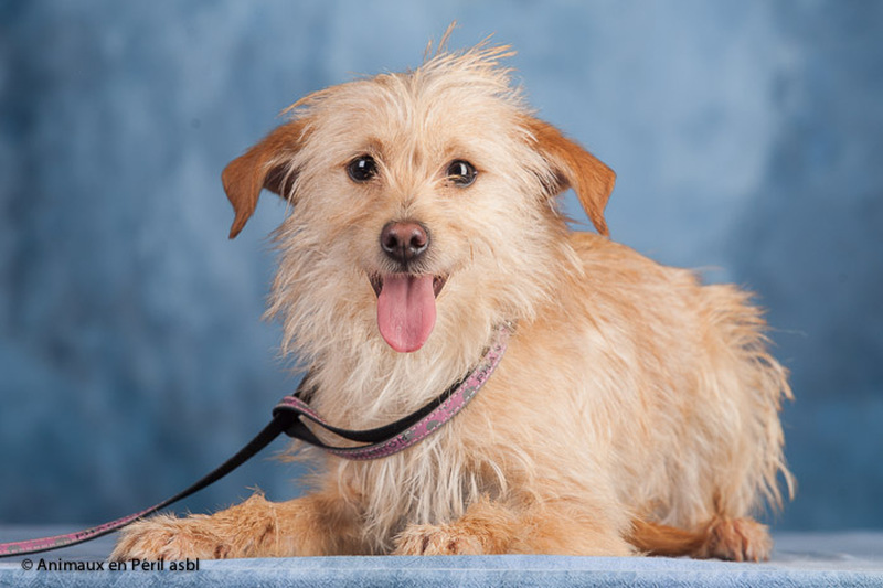 Yummypets Annonces d'animaux gratuites