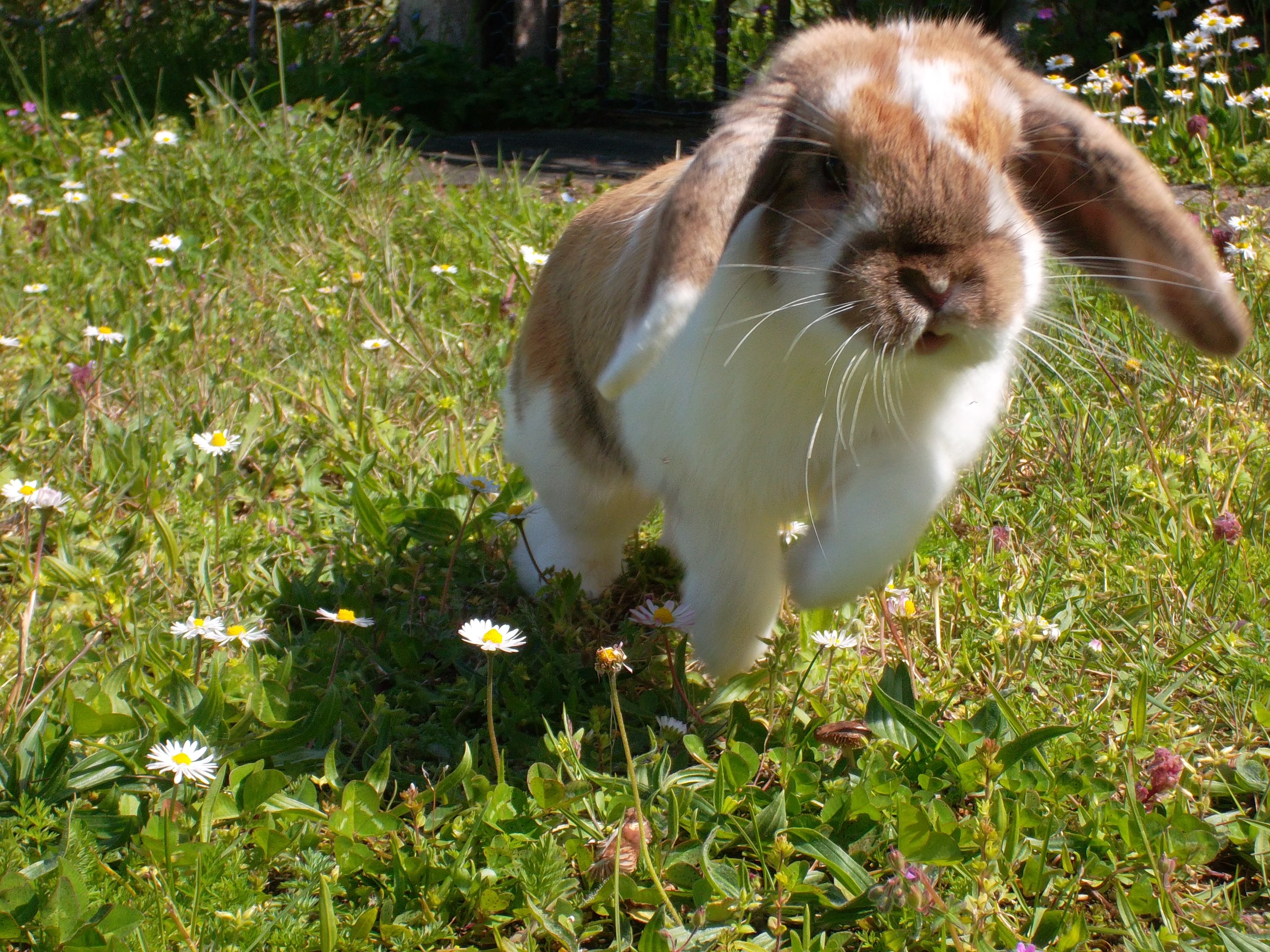 Rencontrez Snoopy, un lapin qui a du chien ! - Yummypets Rencontrez Snoopy, un lapin qui a du chien ! - Yummypets