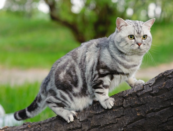 Découvrez les différentes robes des chats tigrés Yummypets