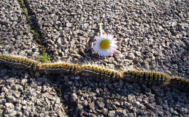 Les chenilles processionnaires : attention danger pour vos animaux !