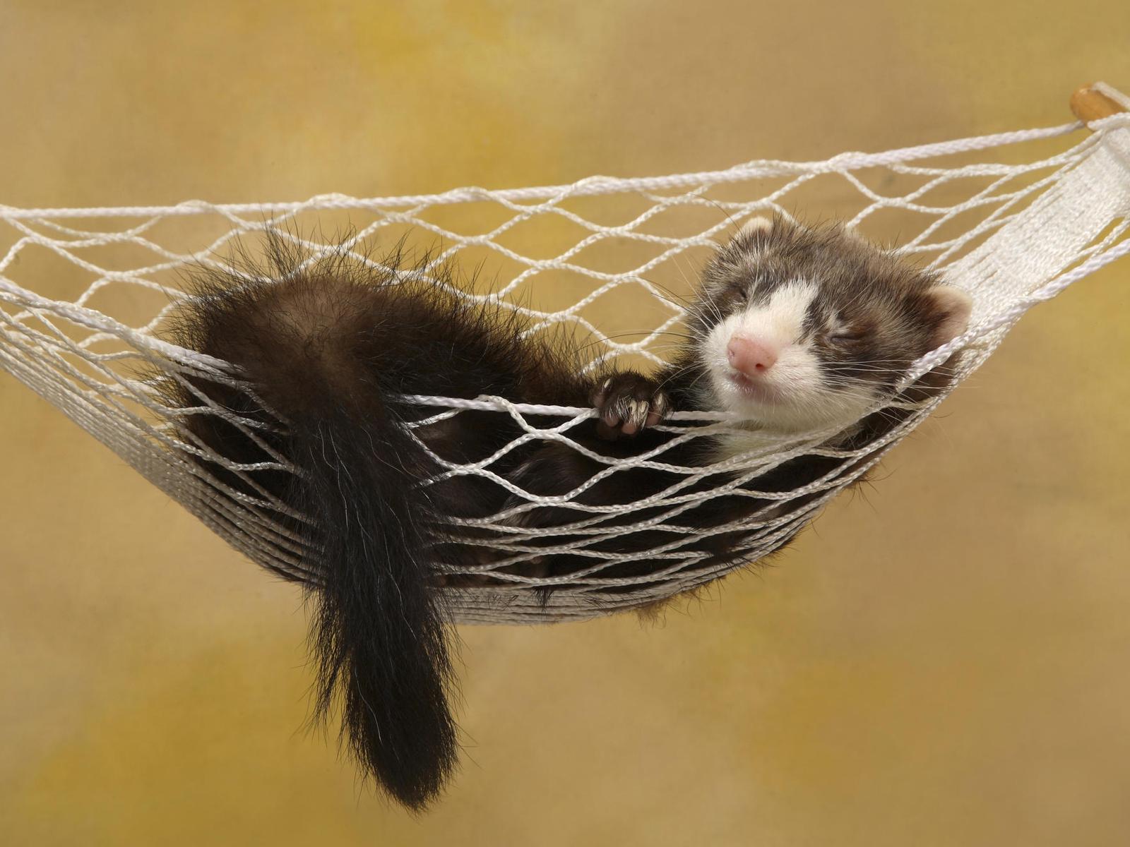 https://s3.amazonaws.com/ymp_blog/2013/06/dormir-animaux-yummypets.jpg