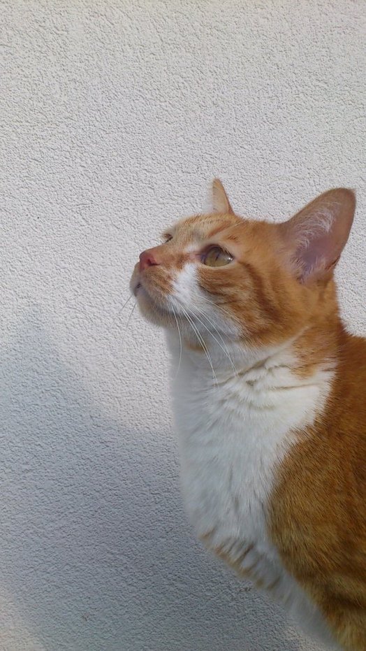 chat orange rencontre