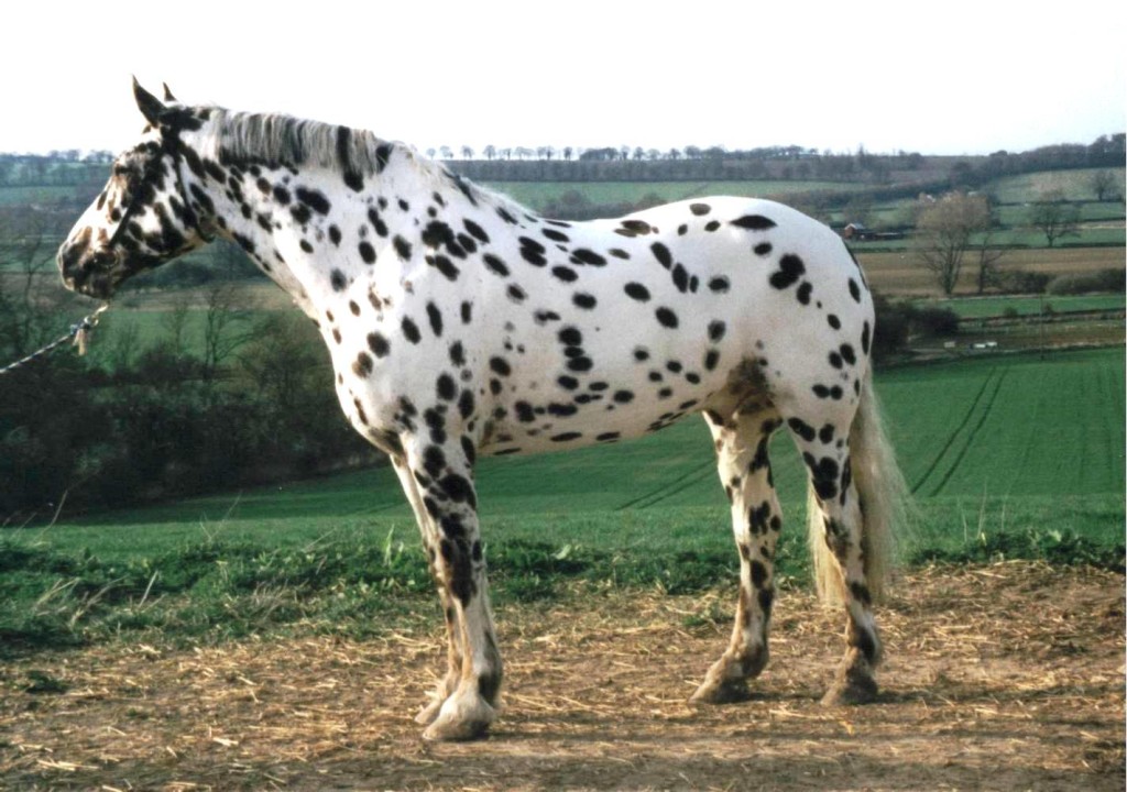 L'APPALOOSA