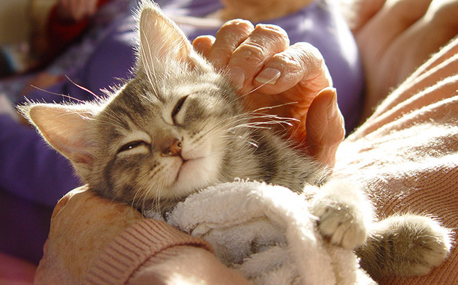 Les chats reconnaissent-ils la voix de leur maître ?