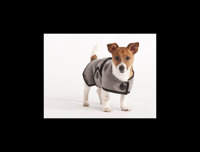 Do Dogs Need Clothes