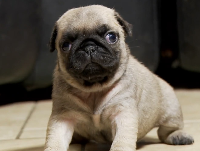 the pet collective pugs 301 moved permanently the pet collective pugs 301 moved permanently