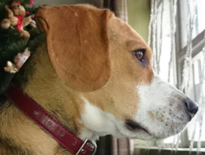 Meet Paul, the little Beatle... euh Beagle - Yummypets