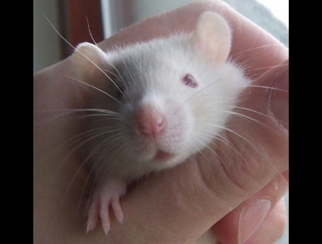 крыса рисует лапками. крыса улыбается. доклад про крыс. узкоглазая крыса. тема для презентации крысы.