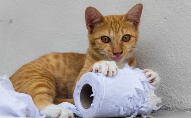 Entre votre chat et vous, qui est le maître ?