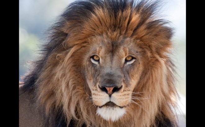 Les animaux incroyables ayant sauvé leurs maîtres !