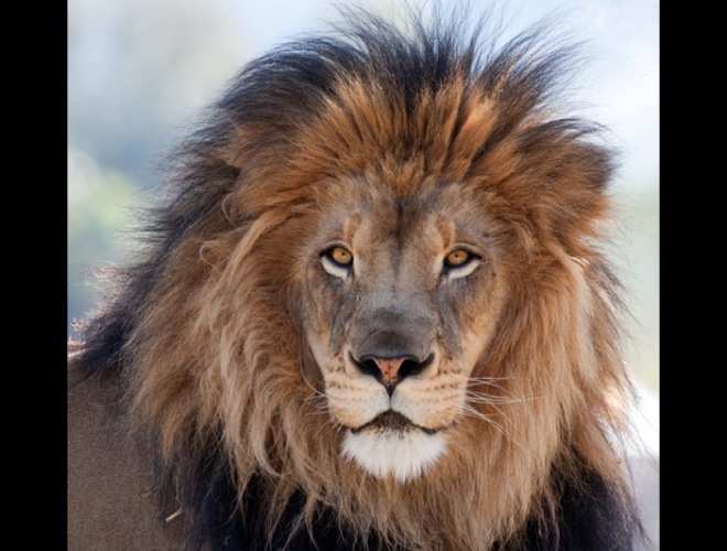 blog_yummypets_heroic_animals1_05_14