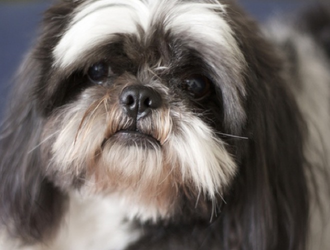 blog_yummypets_heroic_animals2_05_14