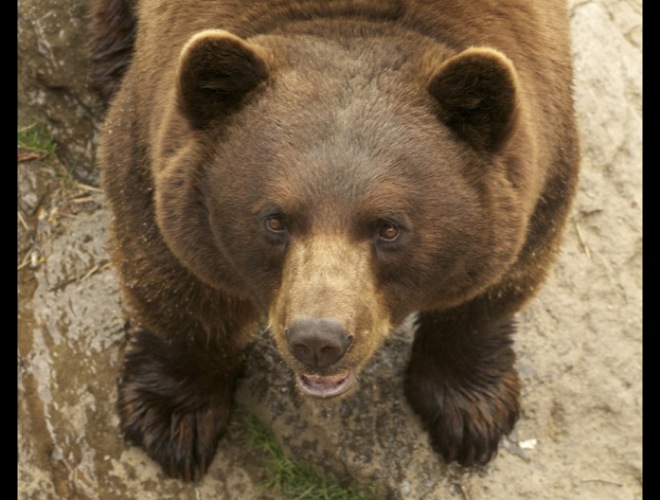 blog_yummypets_heroic_animals3_05_14