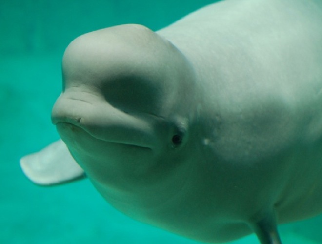 blog_yummypets_heroic_animals4_05_14