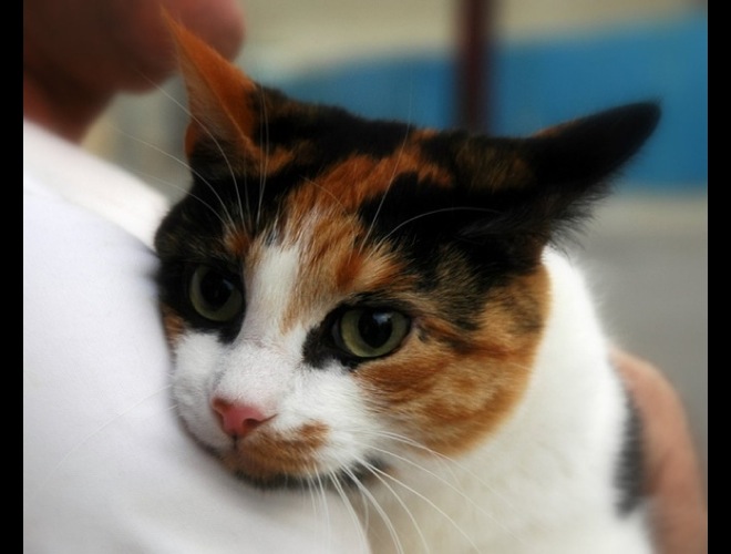 blog_yummypets_heroic_animals5_05_14