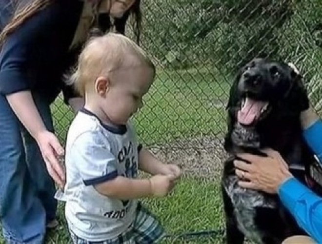 blog_yummypets_heroic_animals7_05_14