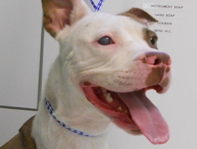 blog_yummypets_heroic_animals8_05_14