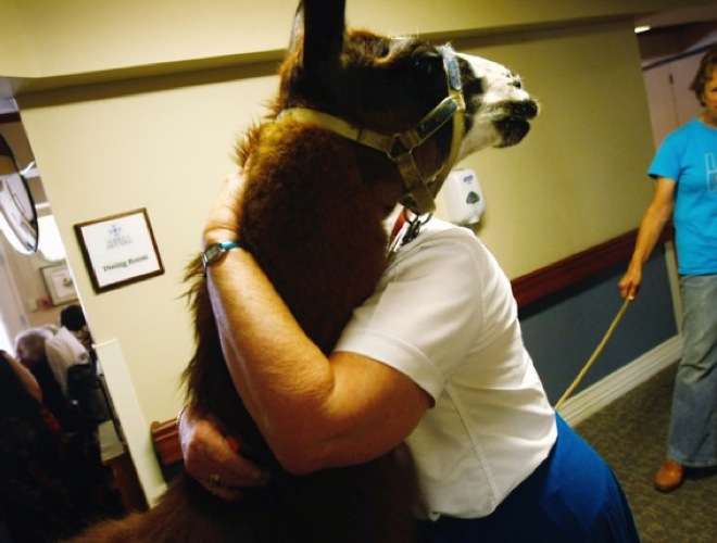 blog_yummypets_heroic_animals9_05_14