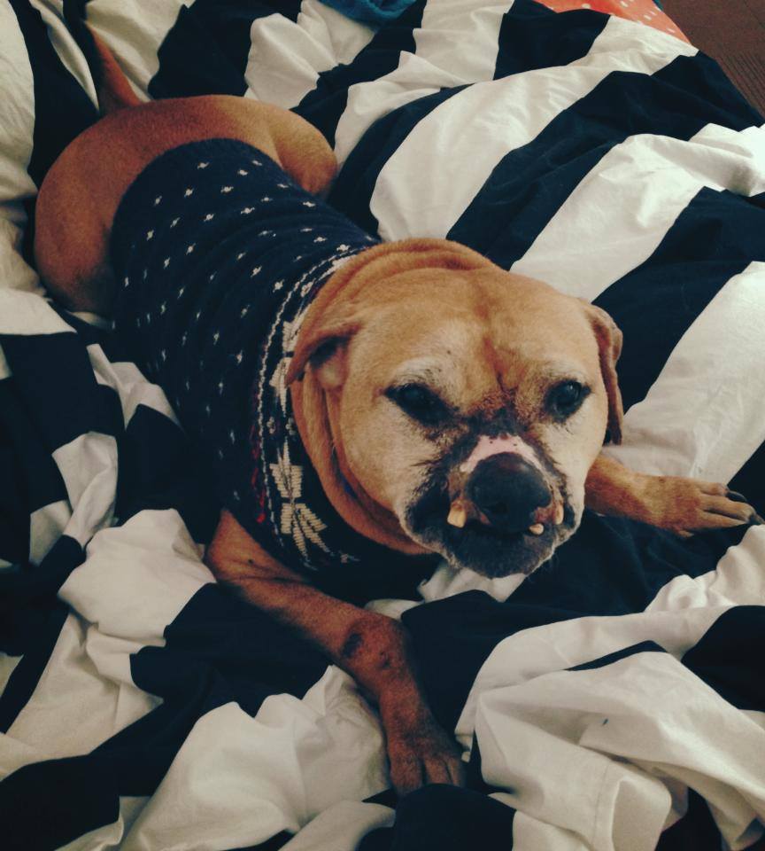 The incredible story of Sam, dogfighting survivor Yummypets