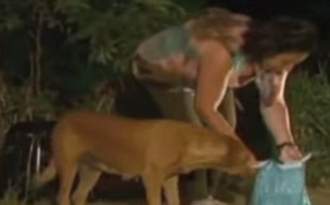 L'histoire de Lilica, la chienne la plus généreuse du monde