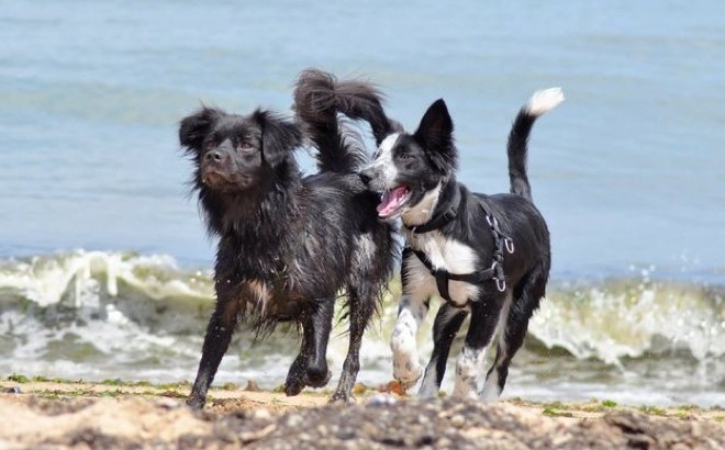 Mon chien est agressif avec ses congénères, que faire ?