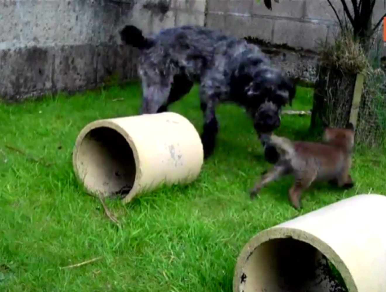 Une histoire d'amitié entre un chien et un renard, comme Rox et Rouky - Yummypets