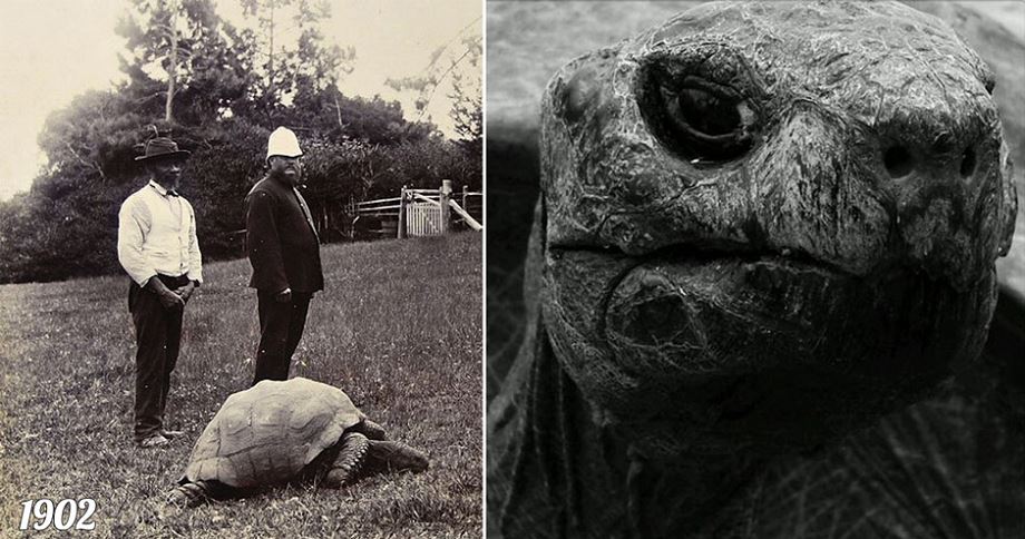 La Plus Vieille Tortue Du Monde 344 Ans
