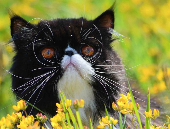 Rencontre avec Chachou, aussi gentil de poilu ! - Yummypets