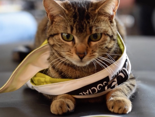 Qu'est ce qu'a changé Yummypets dans votre vie ? - Yummypets