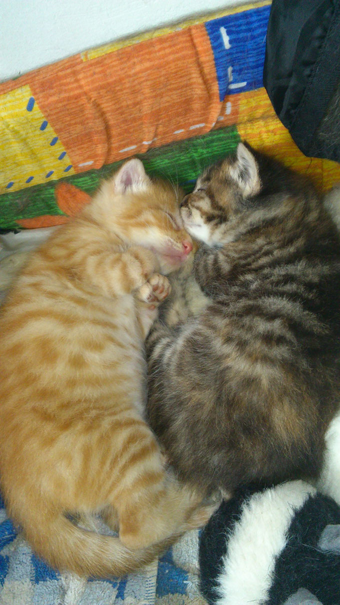 Roucky Le Chat Kangourou Vient D Arriver Sur Yummypets Yummypets