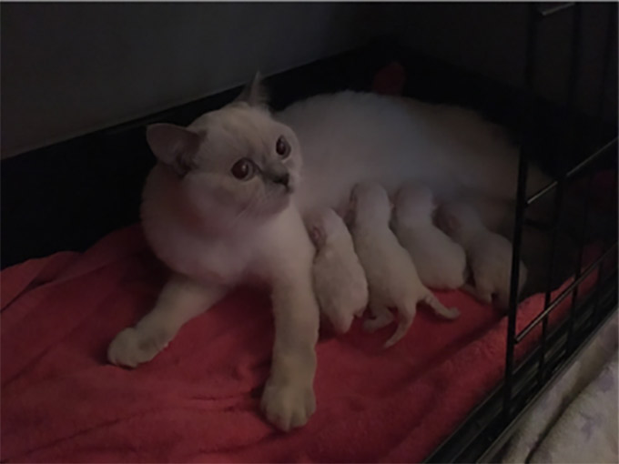 La Mise Bas Du Chat Avant Pendant Apres Yummypets