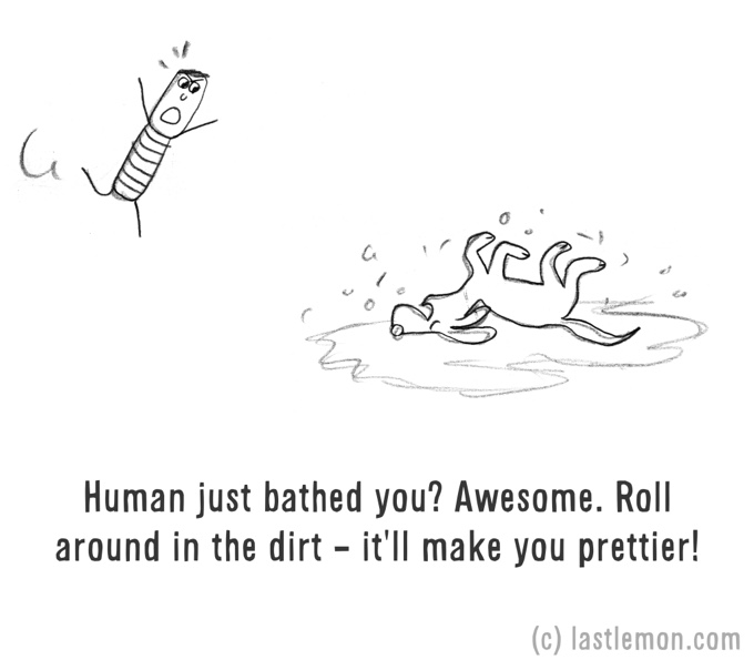chien joue dans l'eau dessin humour