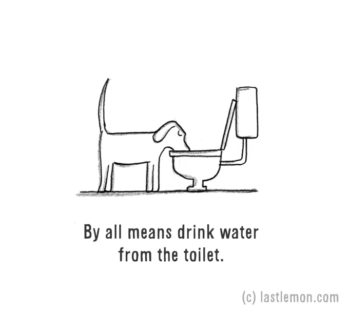 chien boit eau toilette