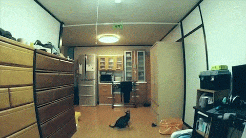 chat saute jusqu'au plafond