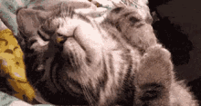 gato flojo