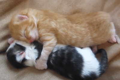 gatitos durmiendo