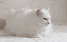 gato blanco que mueve las orejas