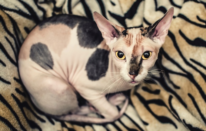peterbald